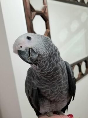 Male African Grey Parrots