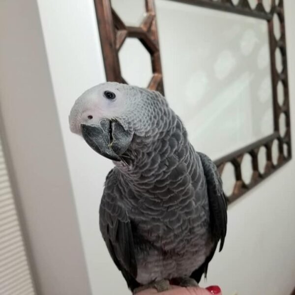 Male African Grey Parrots