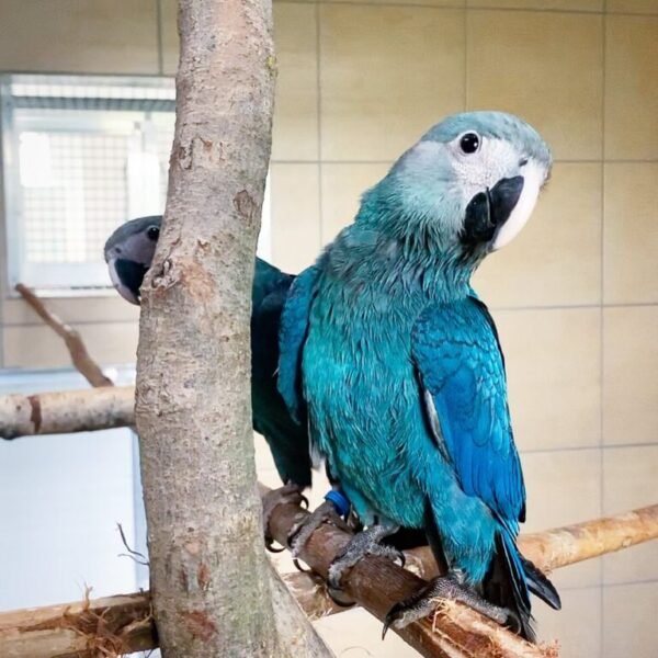 lovely Spix’s Macaw Parrots For adoption