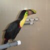 toucan birds for sale toucan birds for sale