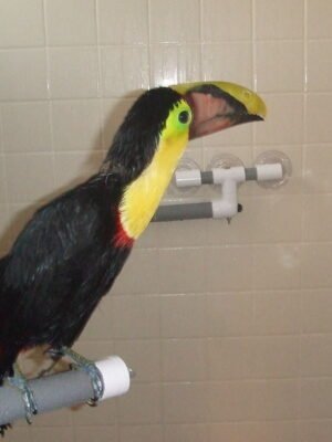 toucan birds for sale