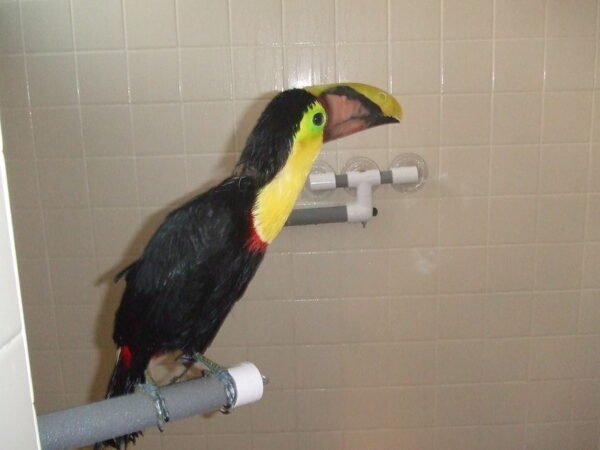 toucan birds for sale toucan birds for sale