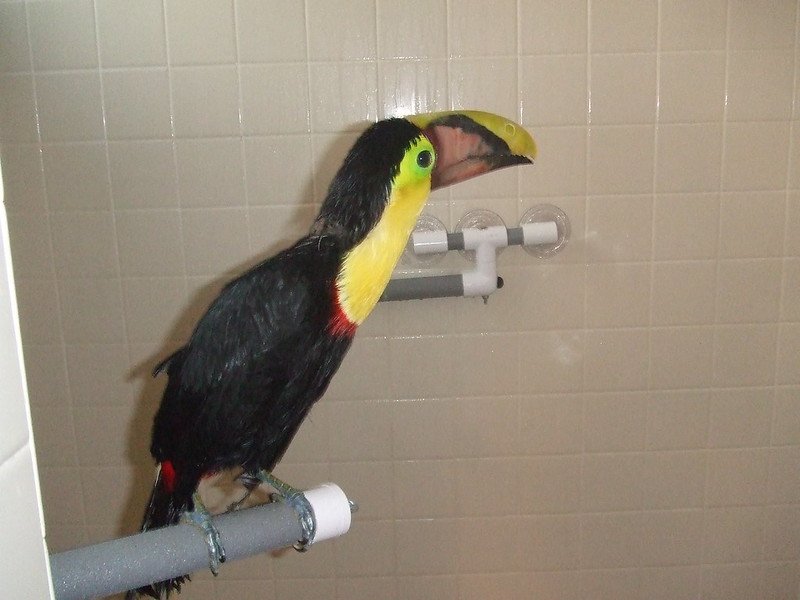 toucan birds for sale