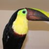 toucan birds for sale toucan birds for sale