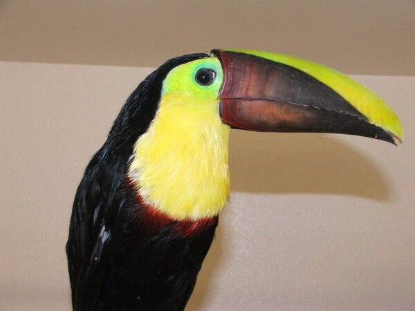 toucan birds for sale toucan birds for sale