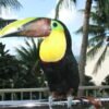 toucan birds for sale Rex Toucans for sale