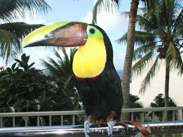 toucan birds for sale Rex Toucans for sale