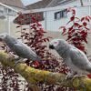 Africaan grey parrots