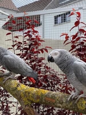 Africaan grey parrots