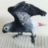 african grey parrots