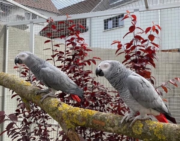 Pair African Grey Parrots