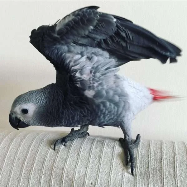 african grey parrots