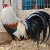 Exceptional Grey Stag, Grey Stag for Sale, Quality Grey Stag, Grey Bloodline, Grey Male, Grey Rooster, Grey Breeding Stock, Quality Poultry, Grey Poultry Breeder, Well Bred Grey Stag