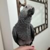 Male African Grey Parrots For Sale - Maanu