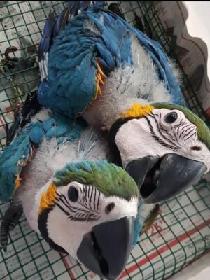 Male and Female Baby Macaw Parrot
