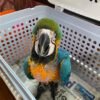 Male and Female Baby Macaw Parrots For Sale