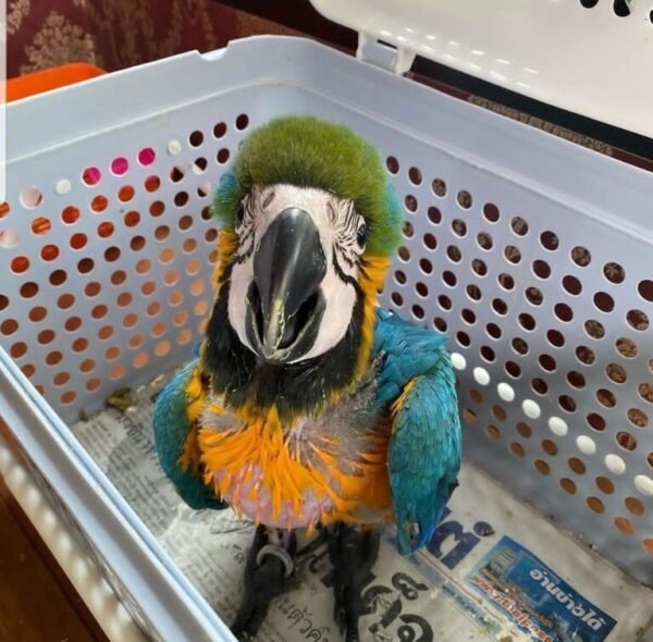Male and Female Baby Macaw Parrots For Sale