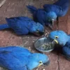 Hyacinth Macaw for Sale