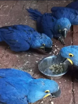 Hyacinth Macaw for Sale