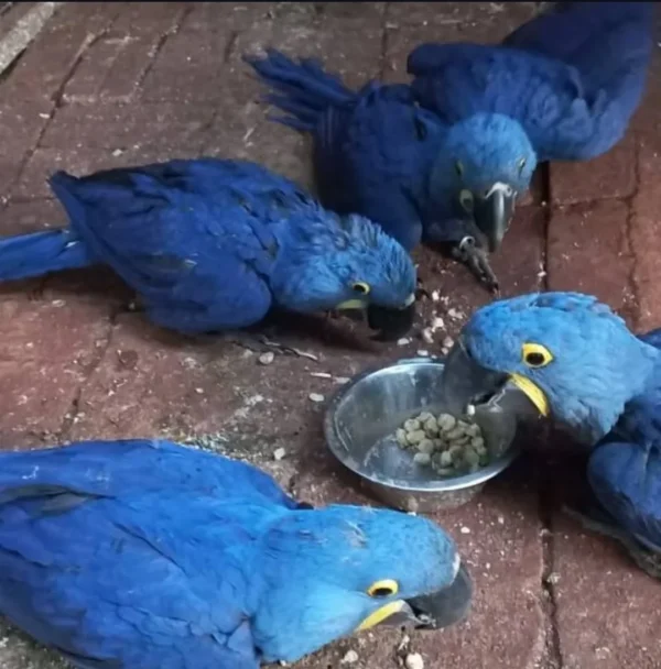 Hyacinth Macaw for Sale