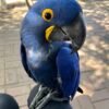 Hyacinth Macaw Parrot for Sale
