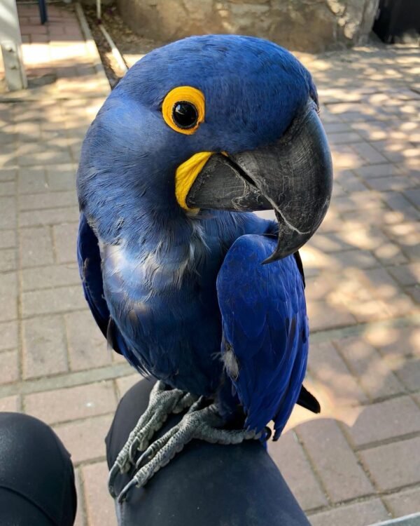 Hyacinth Macaw Parrot for Sale