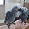 Pair African Grey Parrots