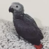 african grey parrots
