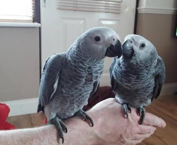 Pair African Grey Parrots