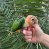 Caiques parrots