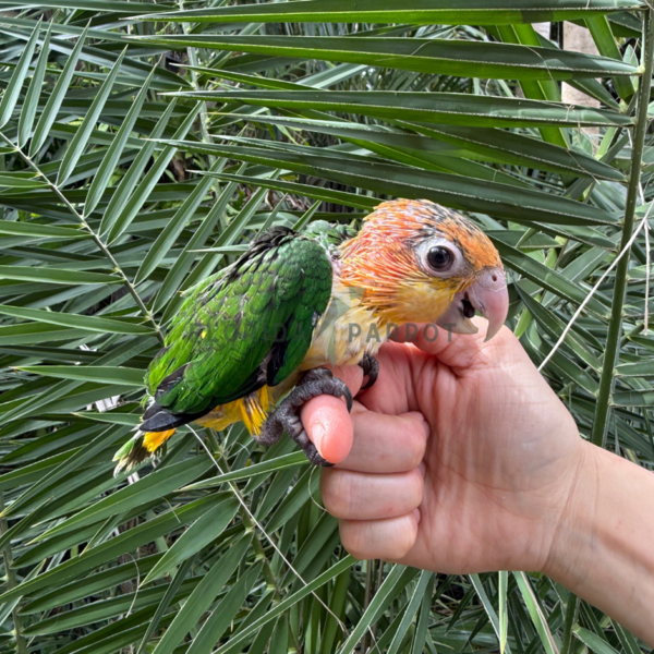 Caiques parrots