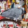 Congo African Gray Parrot for Sale