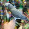 Baby African Parrot for sale