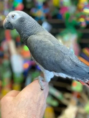 Baby African Parrot for sale
