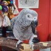 African grey parrot African grey parrot