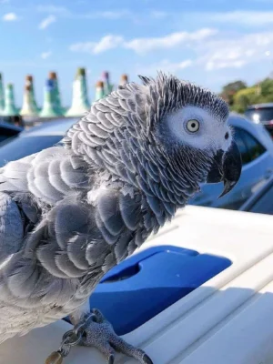 African Gray Parrot