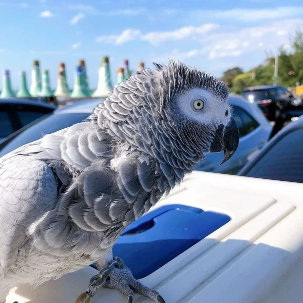 African Gray Parrot