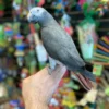 Baby African Parrot for sale