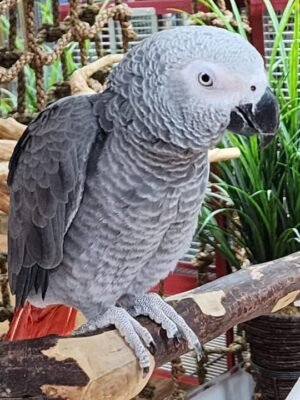 Congo African Gray Parrot for Sale