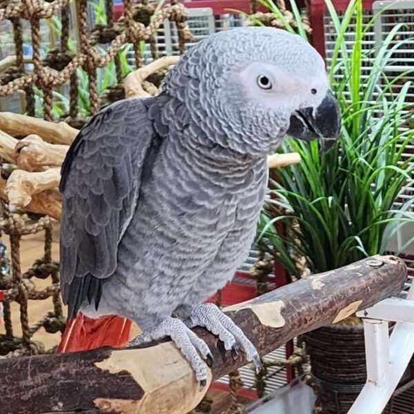 Congo African Gray Parrot for Sale