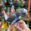 Baby African Parrot for sale