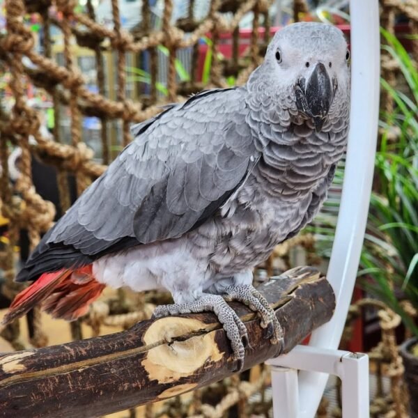 Congo African Gray Parrot for Sale