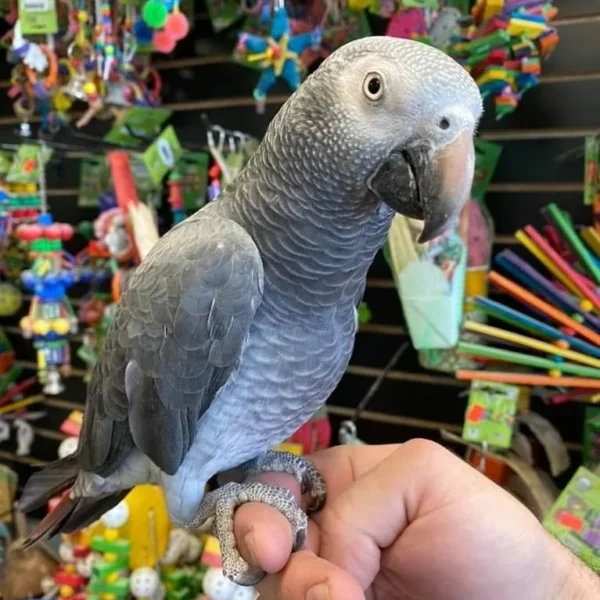 Baby African Parrot for sale