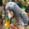 Baby African Parrot for sale