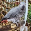 Congo African Gray Parrot for Sale