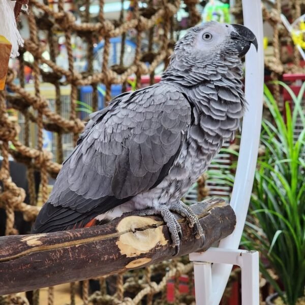 Congo African Gray Parrot for Sale