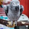 Congo African Gray Parrot for Sale