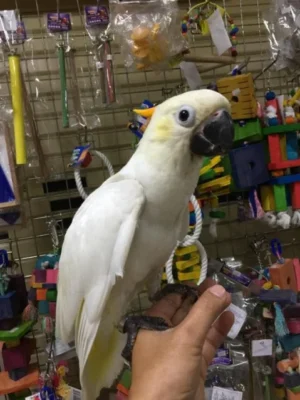 Citron Cockatoo for Sale