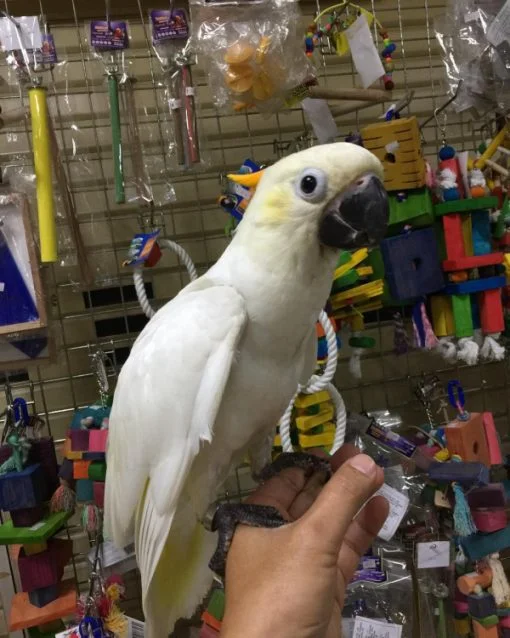 Citron Cockatoo for Sale