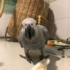 African grey parrot African grey parrot